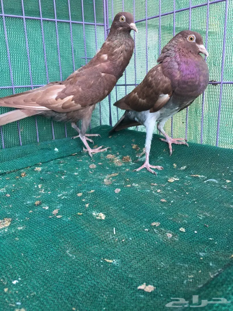 طبه نفاخ قلم (image 2)