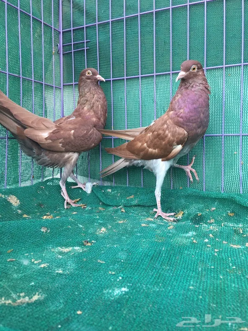 طبه نفاخ قلم (image 4)