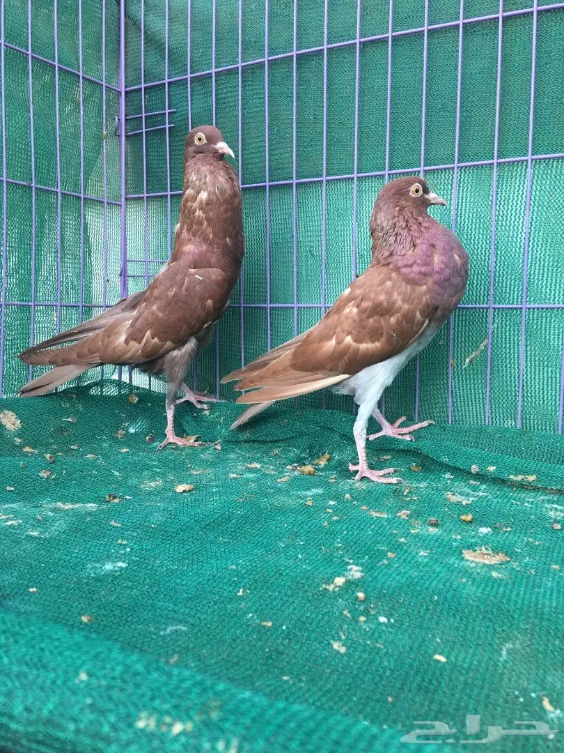 طبه نفاخ قلم (image 5)