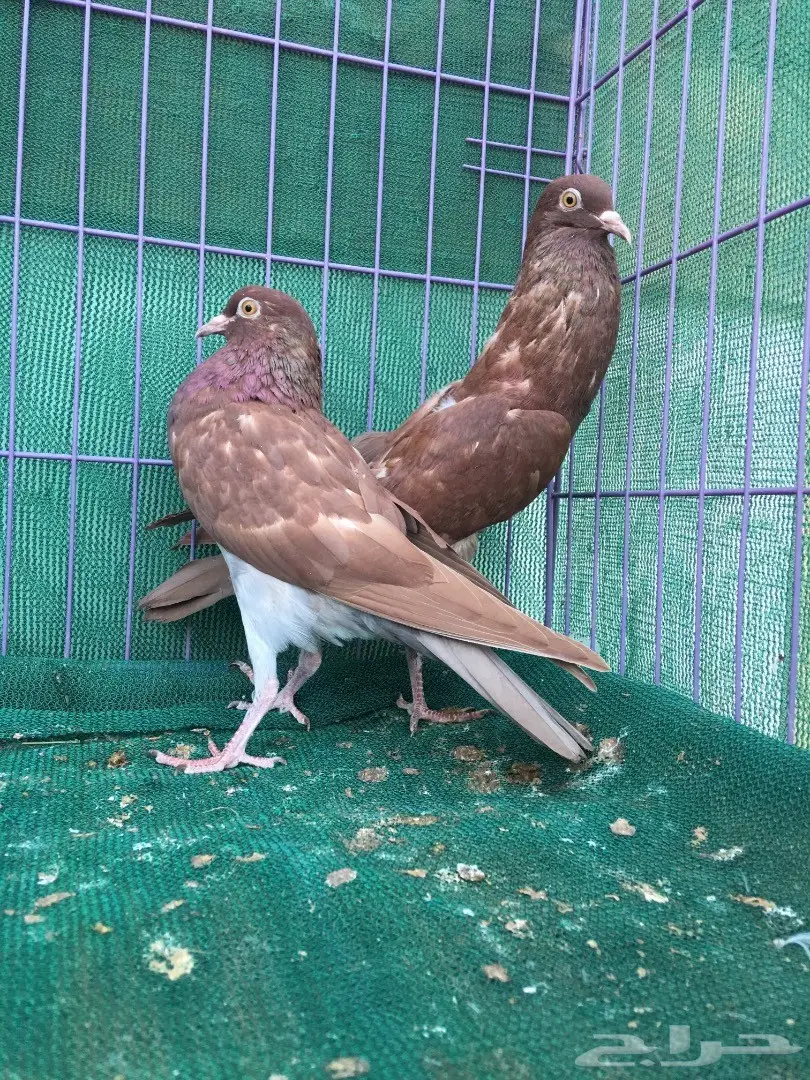 طبه نفاخ قلم (image 7)