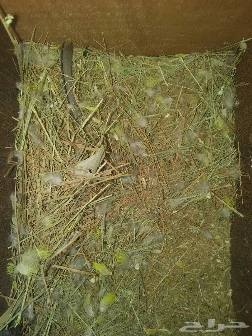 جوز روز (image 3)