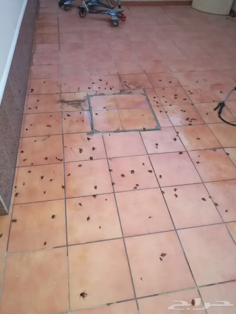 مكافحة حشرات مع الضمان عماله فلبينيه (image 1)