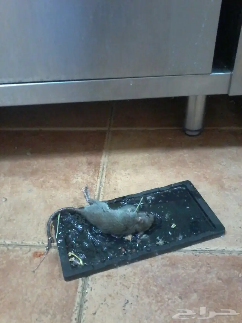 مكافحة حشرات مع الضمان عماله فلبينيه (image 13)