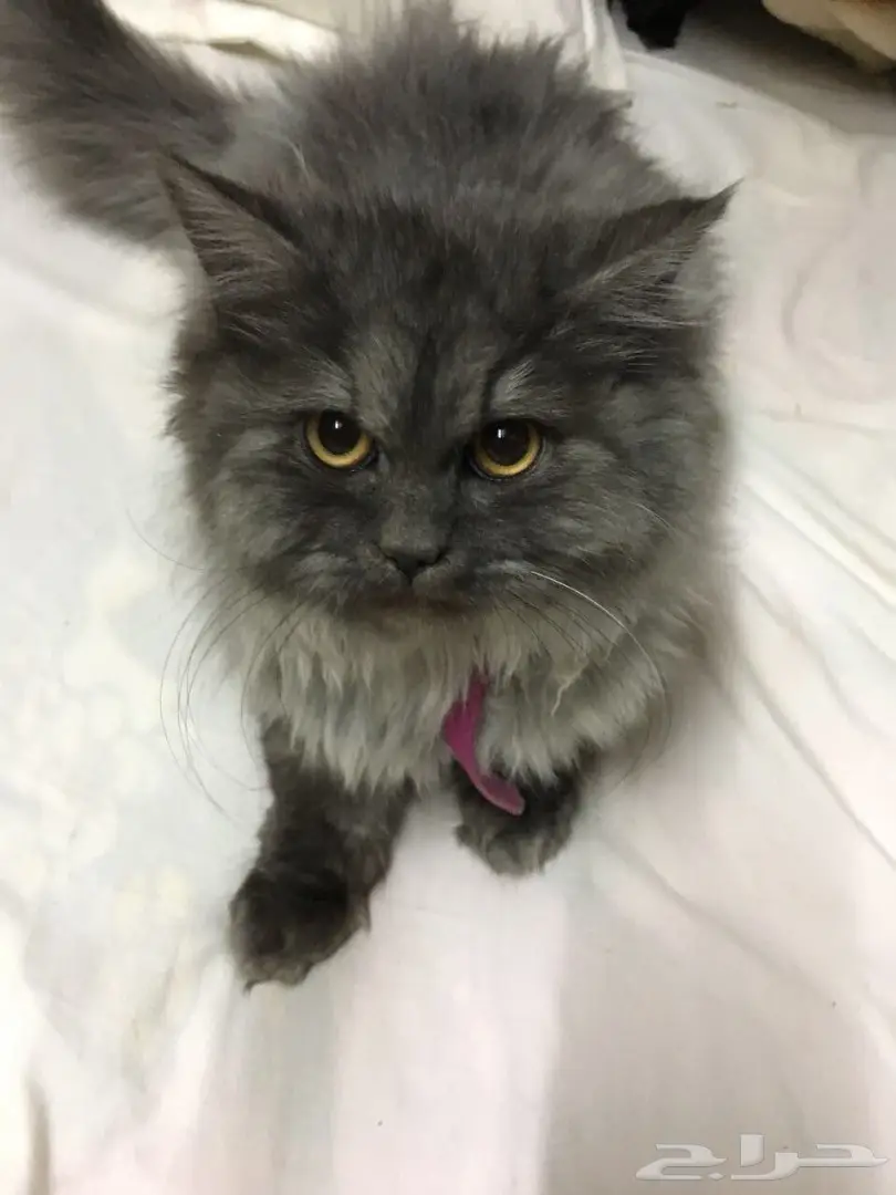 قطة أنثى فارسية أنيقة - فرصة لا تُفوَّت!