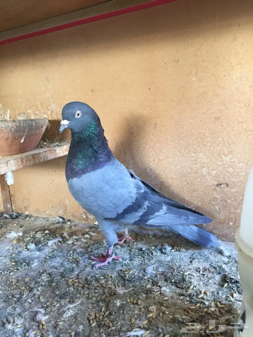 طير محجل - فرصة لا تعوض! (image 1)