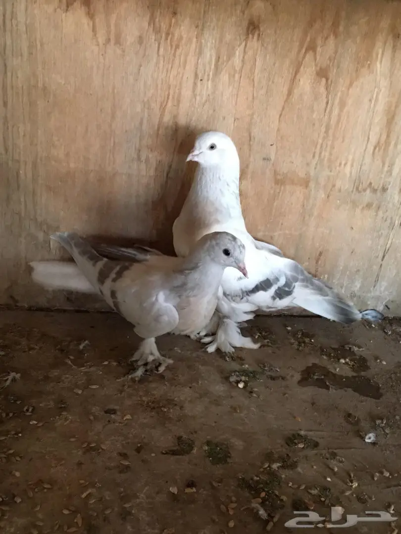 ذكر منقه خارجي - فرصة لا تعوض!