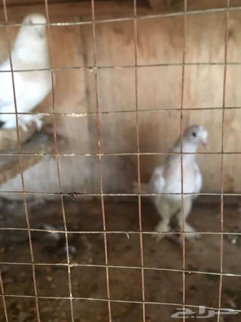 ذكر منقه خارجي - فرصة لا تعوض! (image 1)