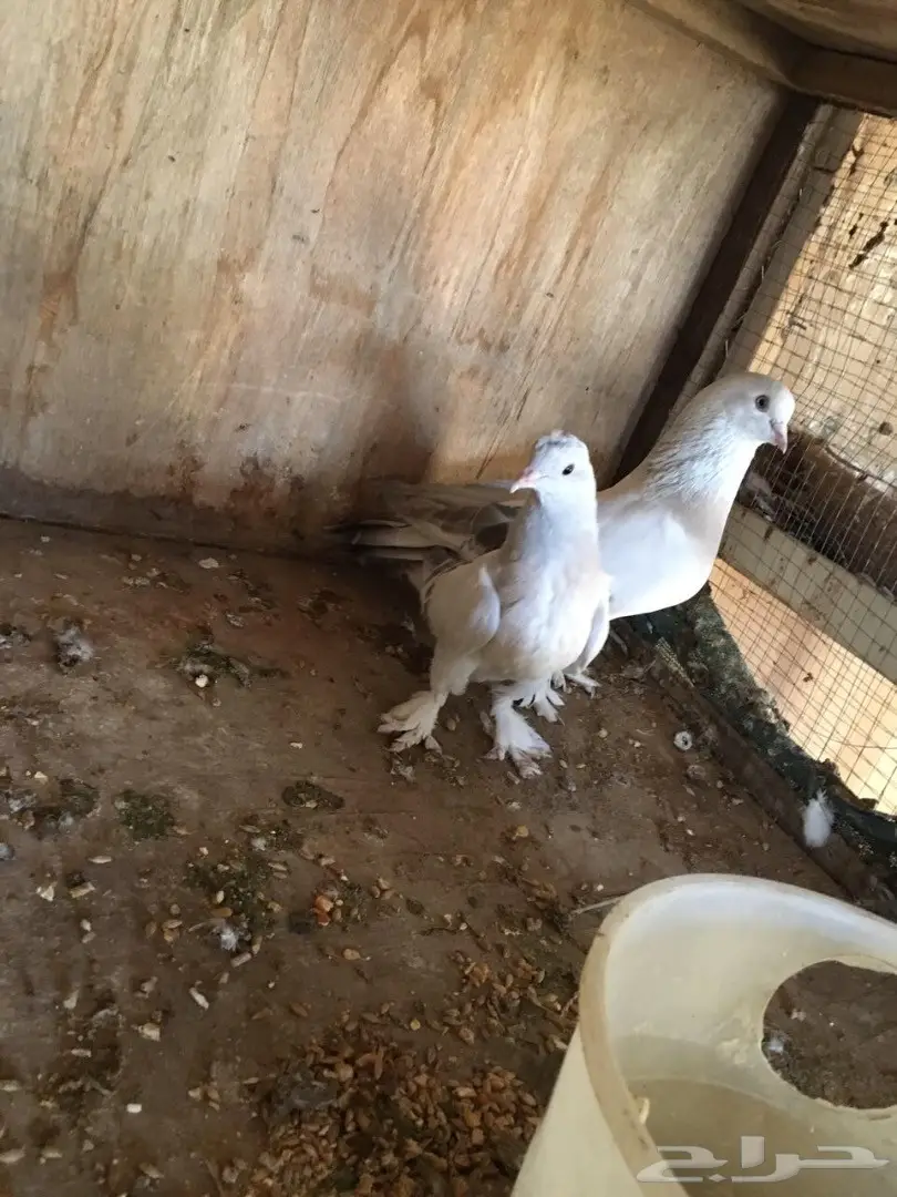 ذكر منقه خارجي - فرصة لا تعوض! (image 2)