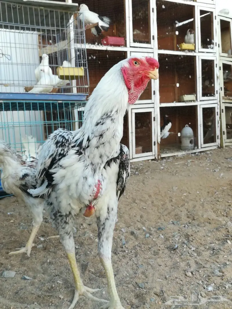 ديك ودجاج حجازي او فارسي (image 1)
