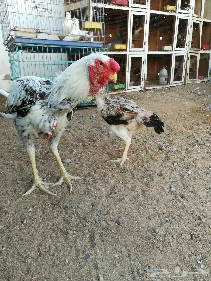 ديك ودجاج حجازي او فارسي (image 2)
