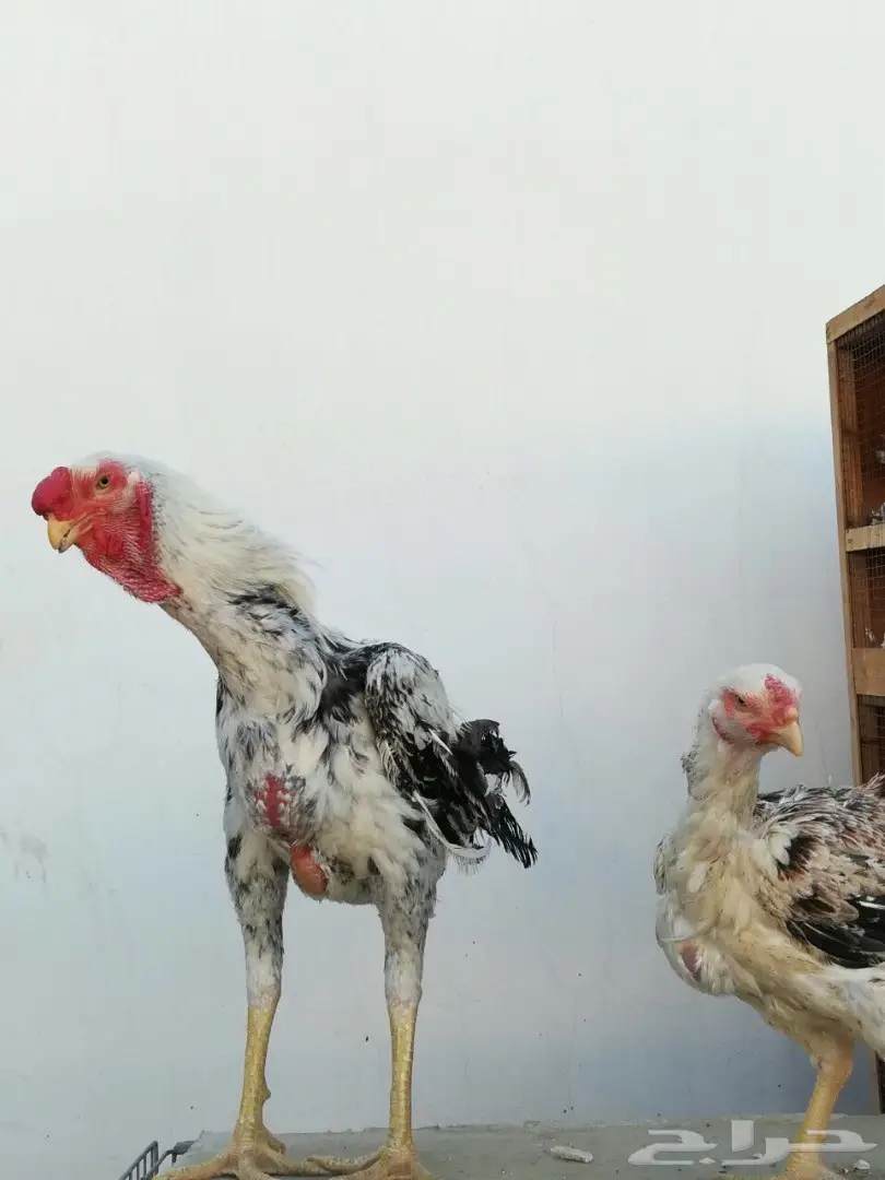 ديك ودجاج حجازي او فارسي (image 3)