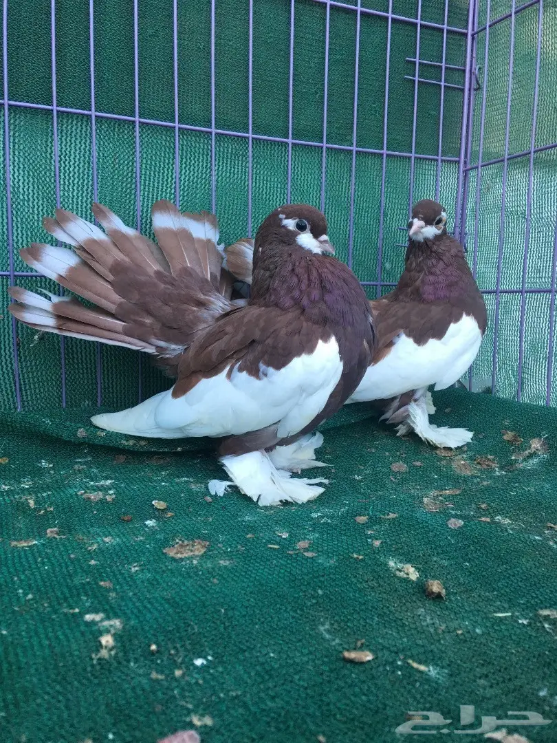 طبه فولكا احمر (image 1)