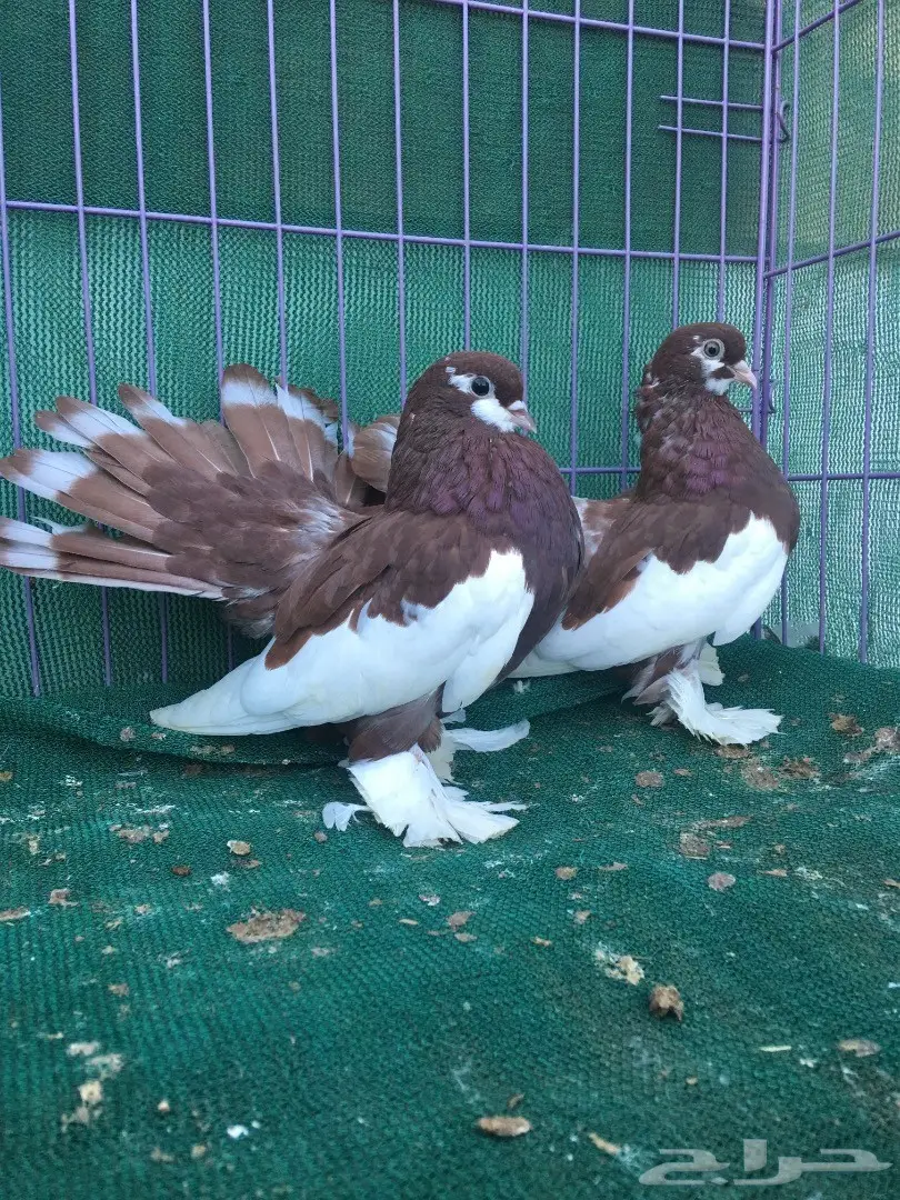 طبه فولكا احمر (image 3)