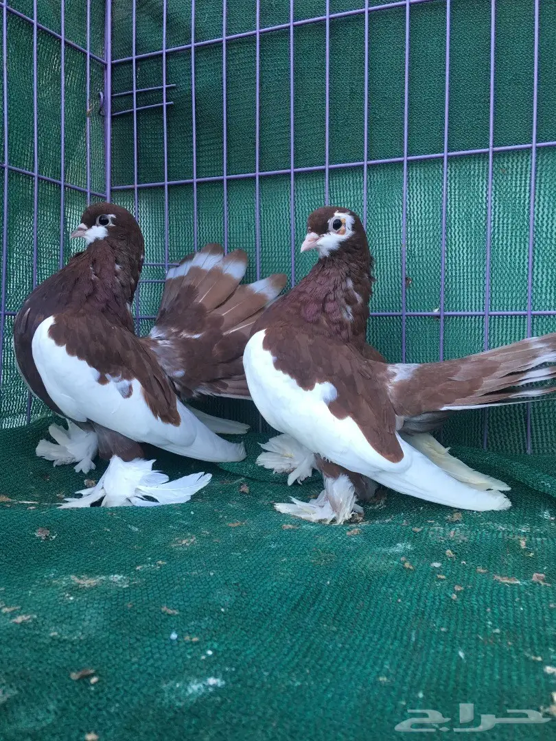 طبه فولكا احمر (image 4)