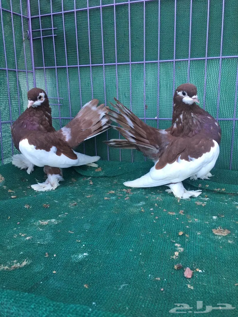 طبه فولكا احمر (image 5)