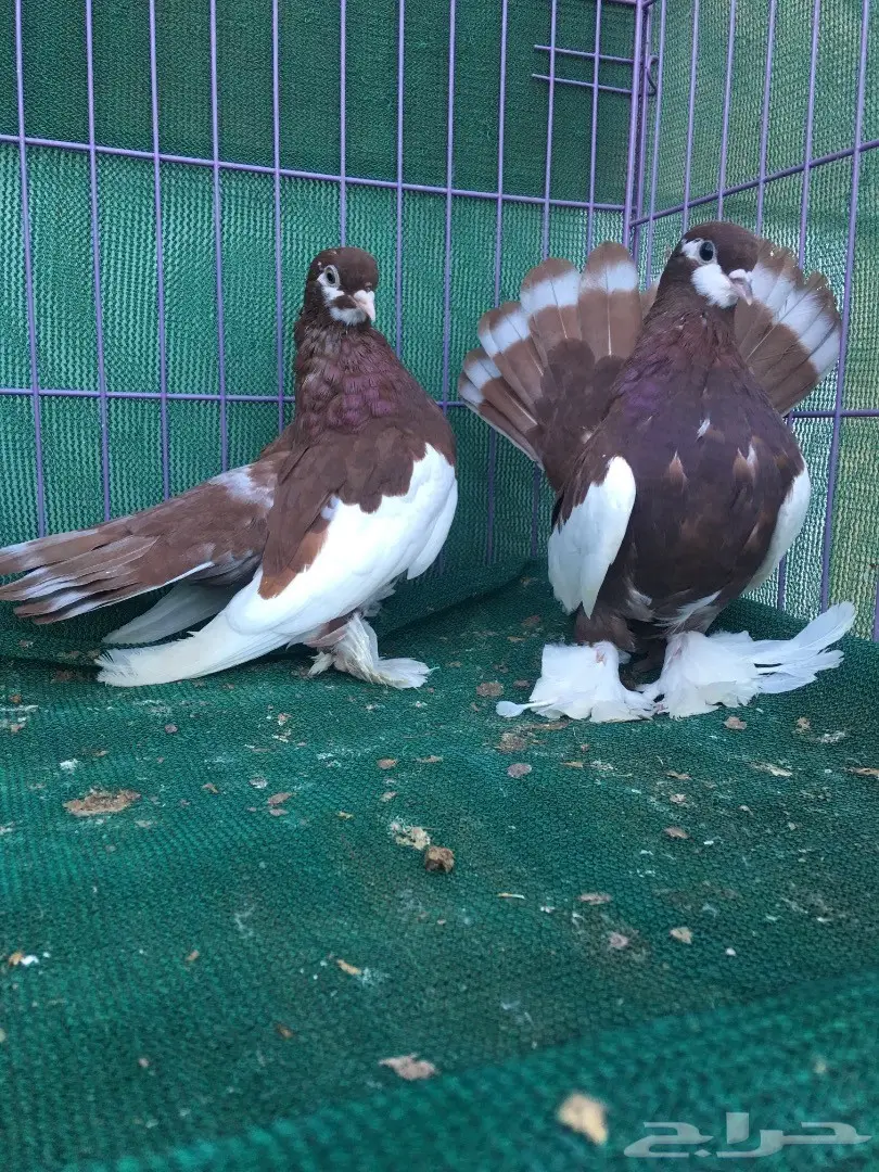 طبه فولكا احمر (image 6)