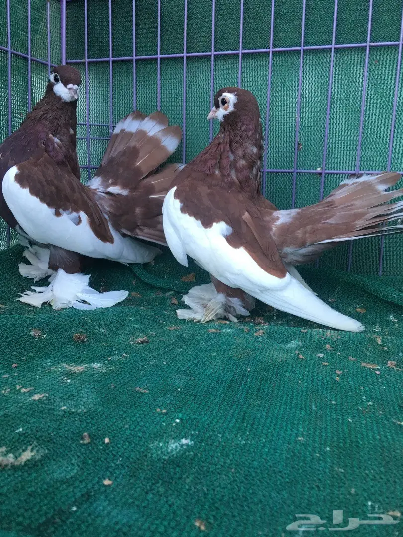 طبه فولكا احمر (image 7)