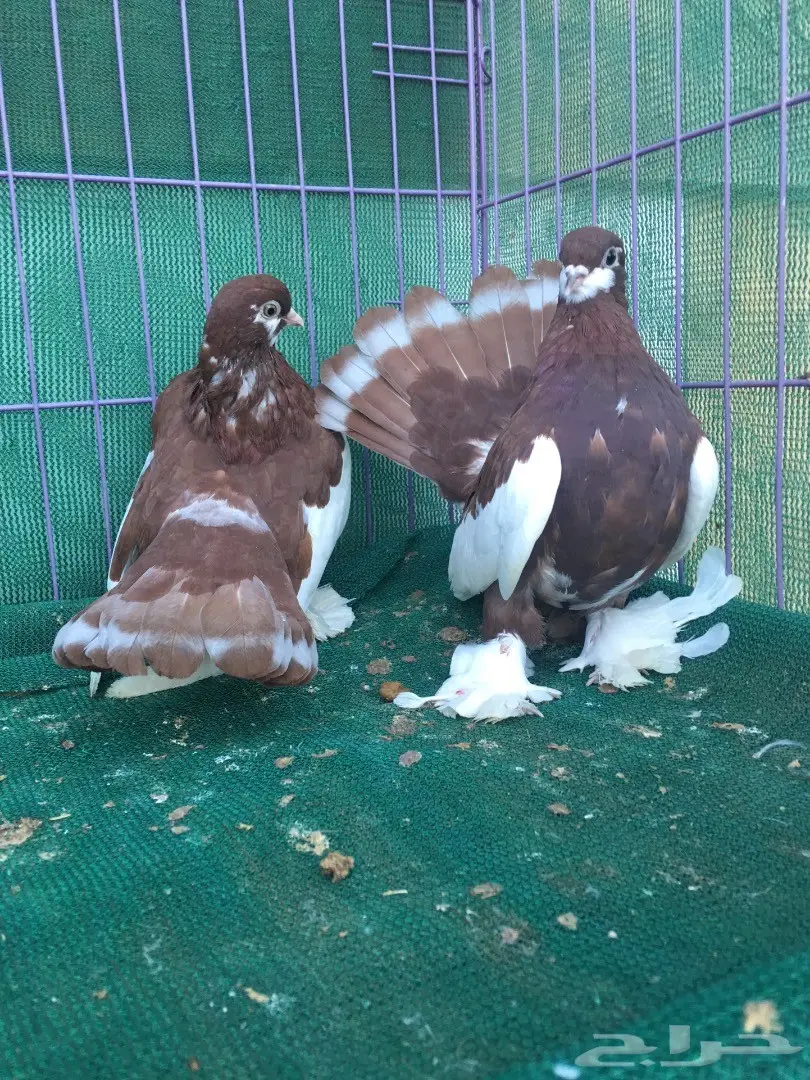 طبه فولكا احمر (image 8)