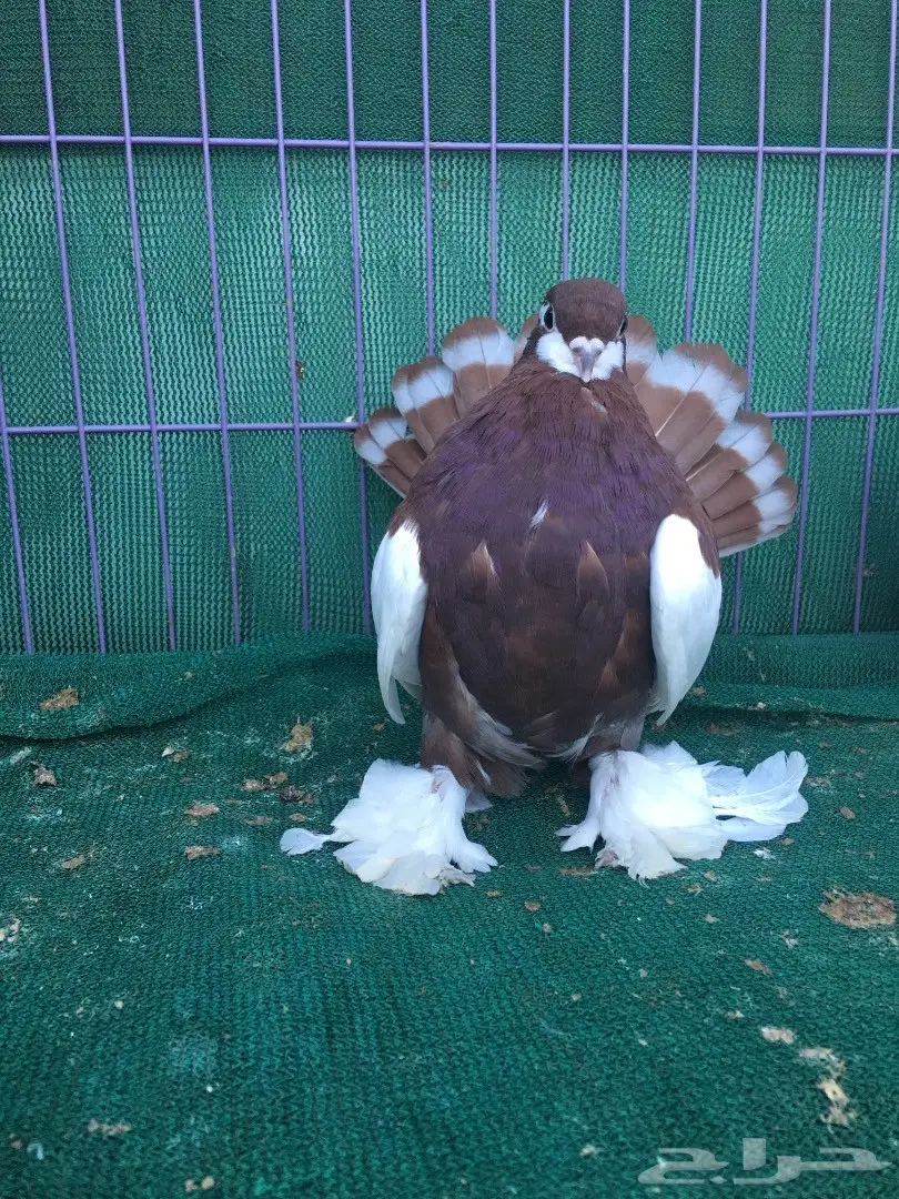 طبه فولكا احمر (image 12)