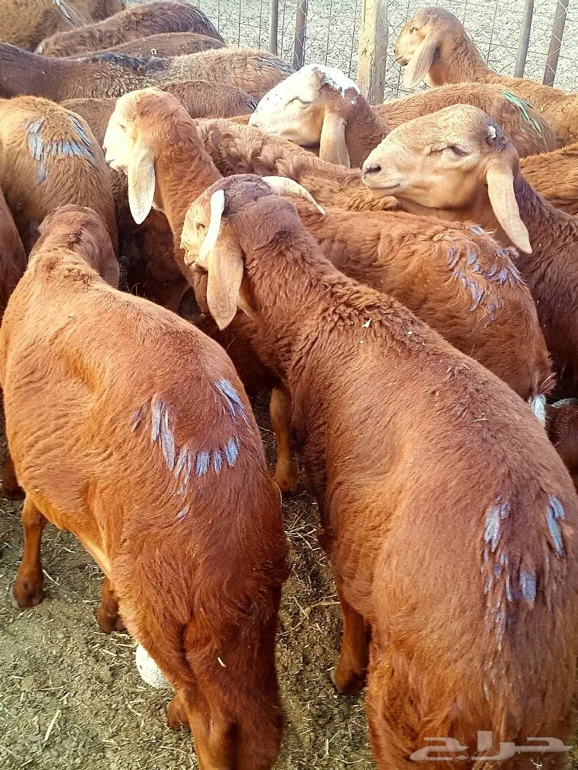 طليان سواكن حمريات تربية 4 اشهر مقفلة