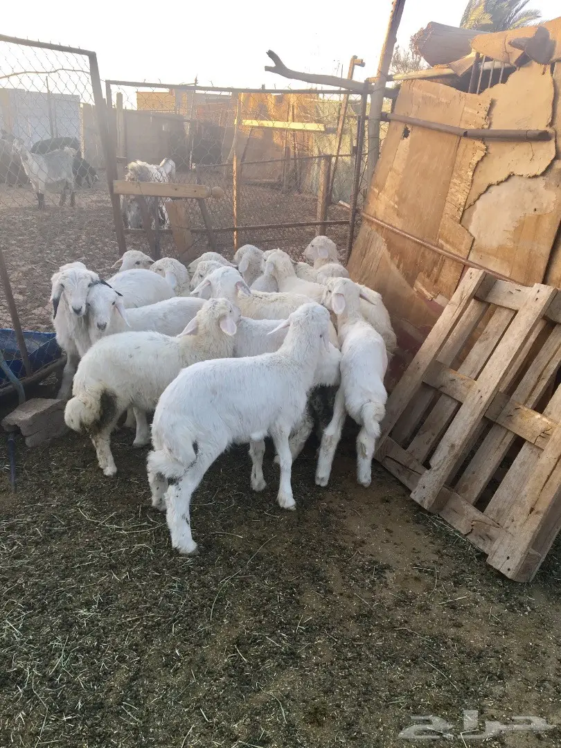 بهم حري نظيف