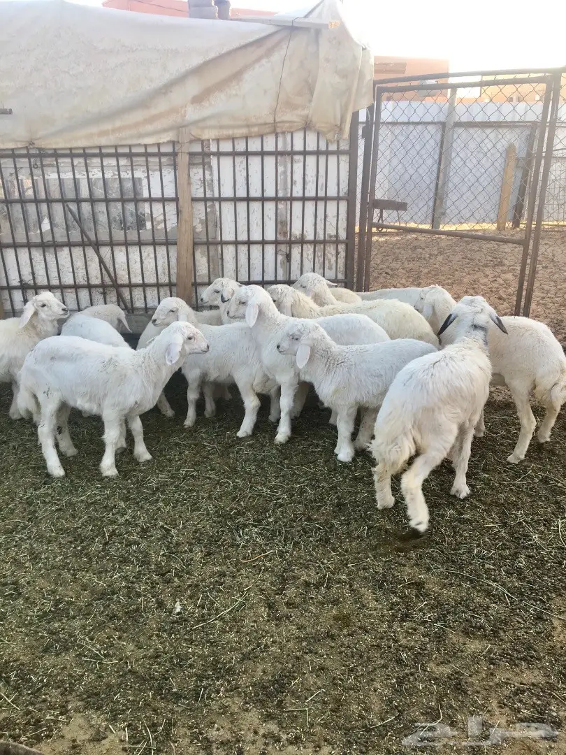 بهم حري نظيف (image 1)