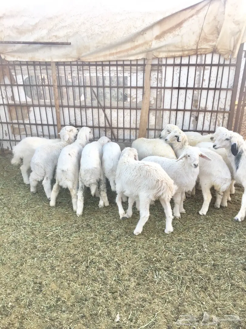 بهم حري نظيف (image 2)