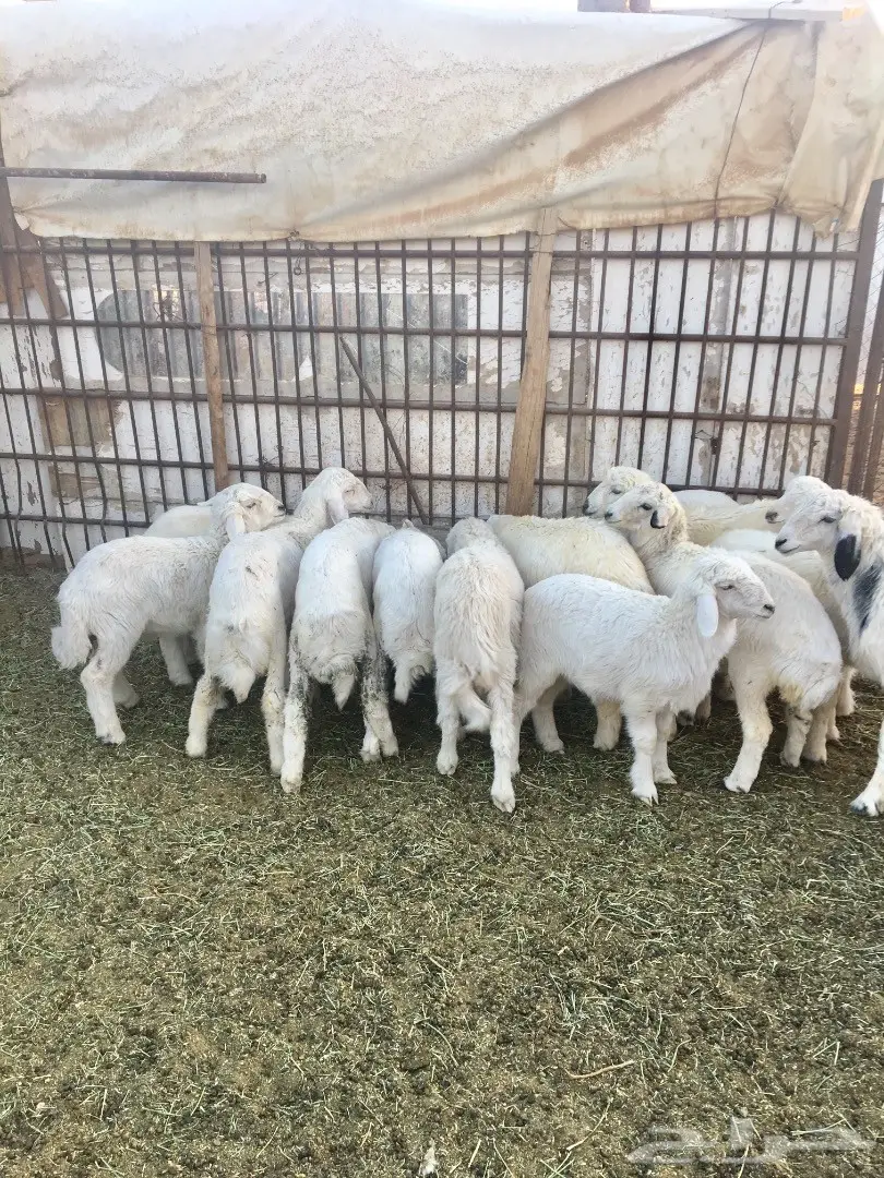 بهم حري نظيف (image 3)