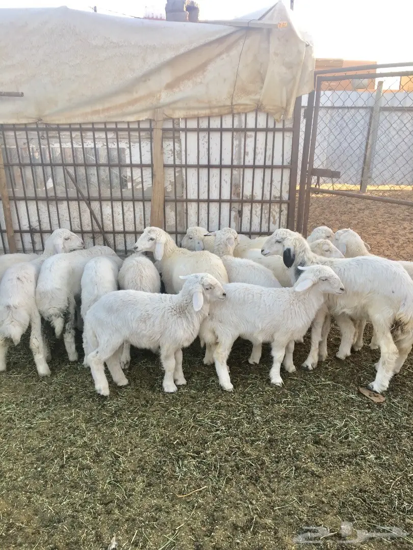 بهم حري نظيف (image 4)