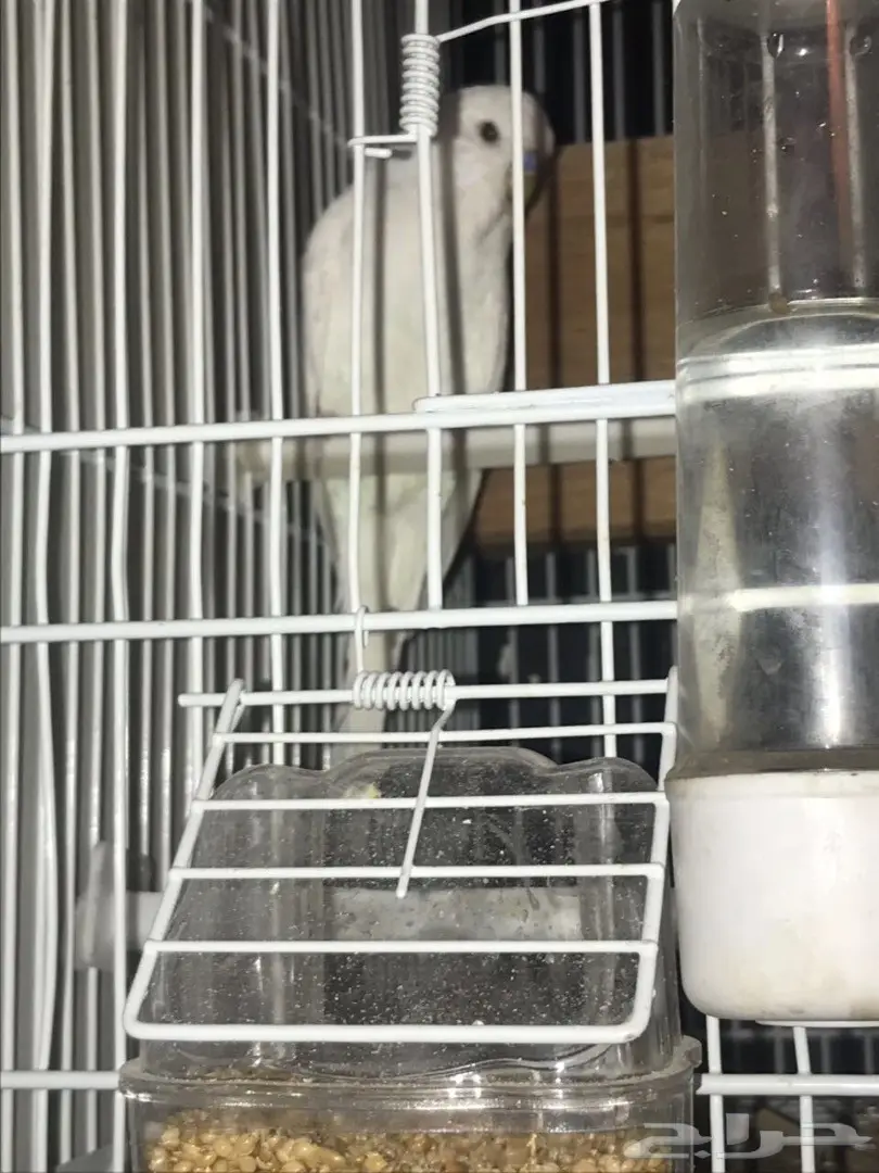 للبيع جوز منتج بادجي انجليزي دم هولندي ابيض (image 7)