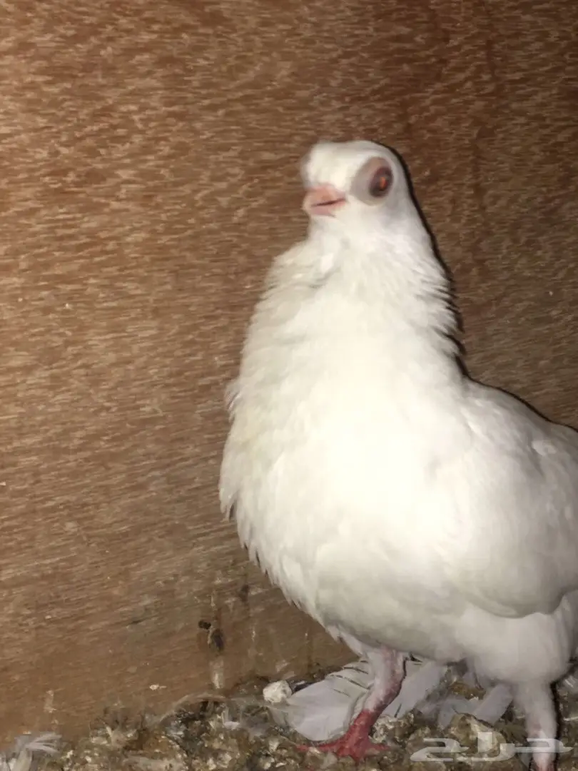 قطط كورية أمريكية أنثى – فرصة لا تُفوّت! (image 1)