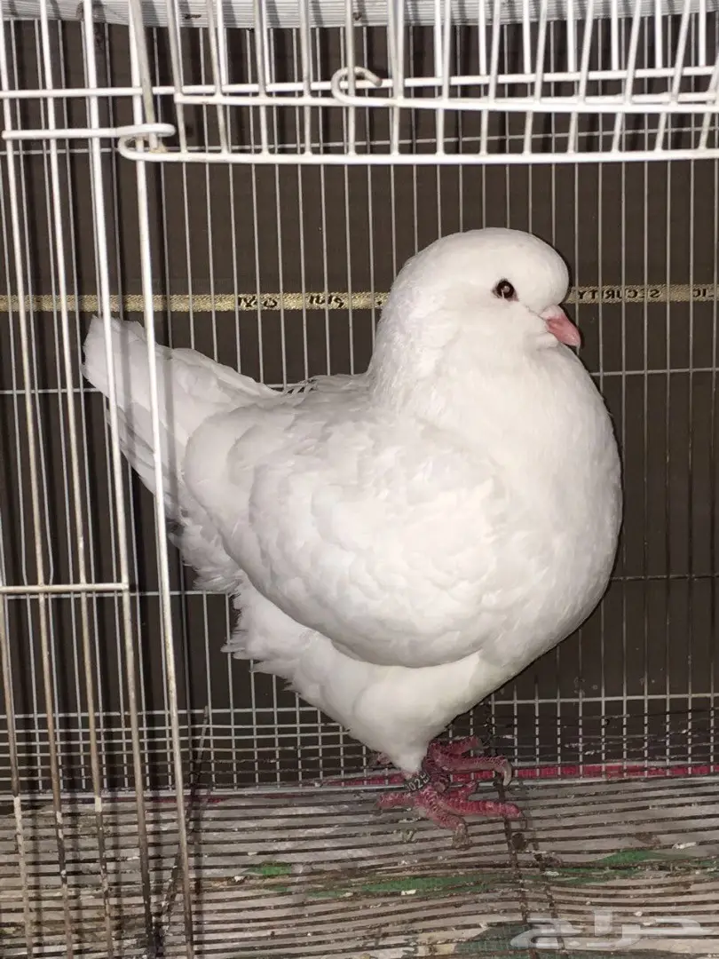 قطط كورية أمريكية أنثى – فرصة لا تُفوّت! (image 2)