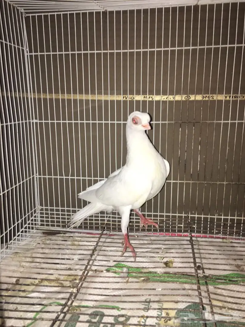 قطط كورية أمريكية أنثى – فرصة لا تُفوّت! (image 3)