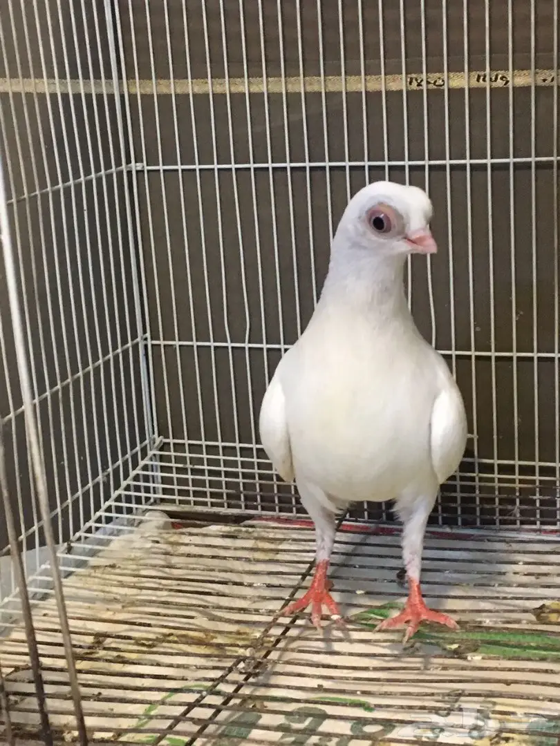 قطط كورية أمريكية أنثى – فرصة لا تُفوّت! (image 4)