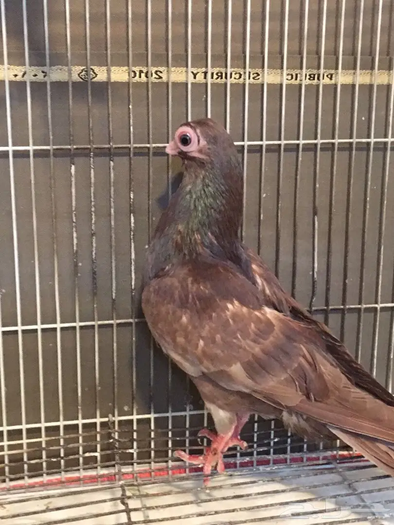 قطط كورية أمريكية أنثى – فرصة لا تُفوّت! (image 6)