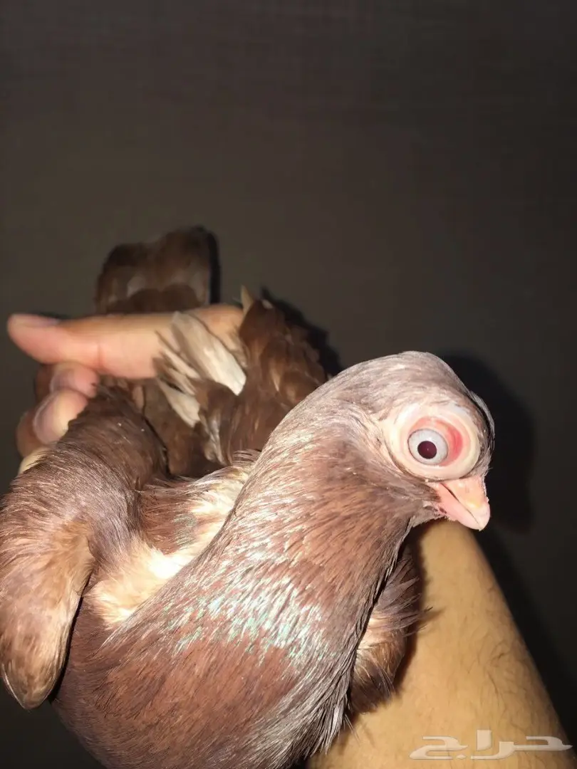 قطط كورية أمريكية أنثى – فرصة لا تُفوّت! (image 7)