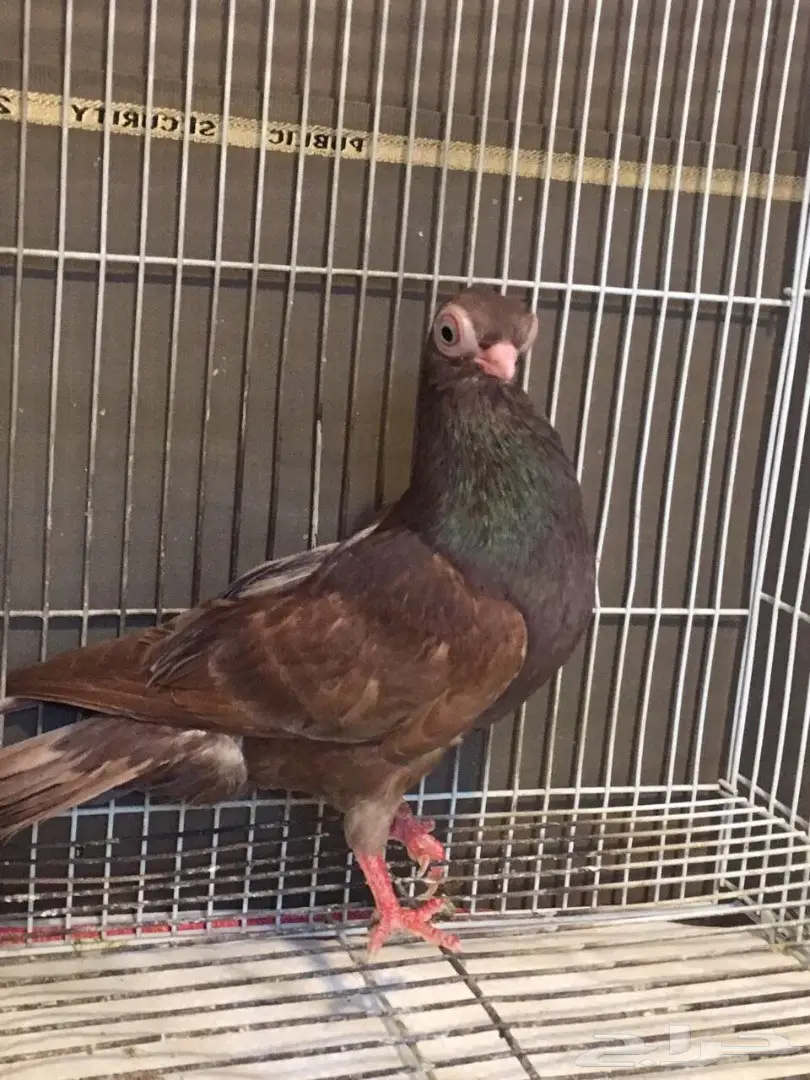 قطط كورية أمريكية أنثى – فرصة لا تُفوّت! (image 8)