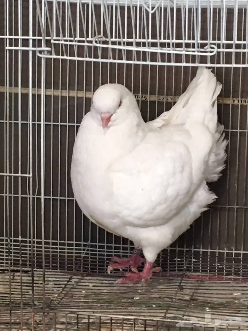 قطط كورية أمريكية أنثى – فرصة لا تُفوّت! (image 9)