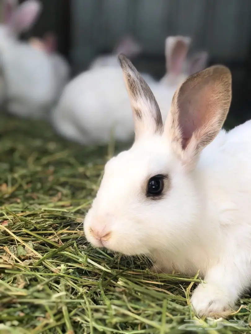 ارانب  (image 3)