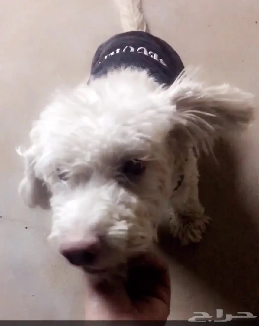 كلب للبيع بودل  (image 1)