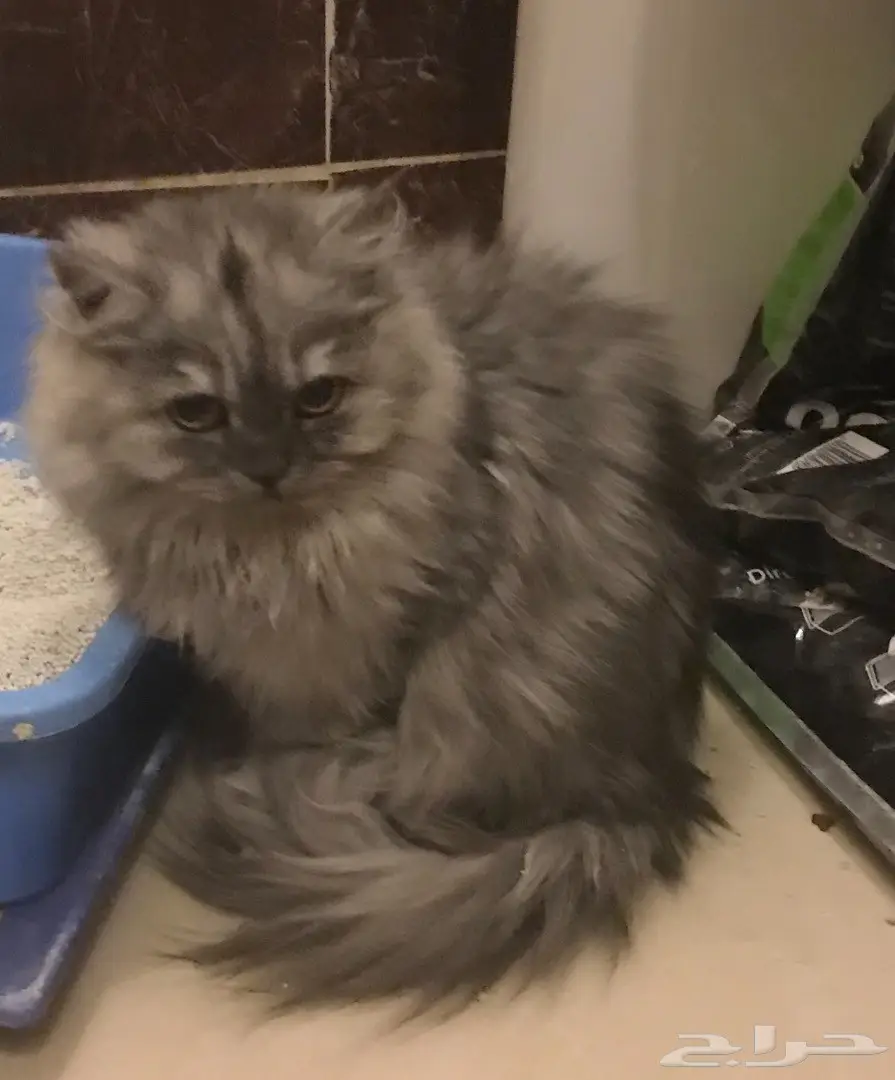 قط  شيرازي  (image 1)