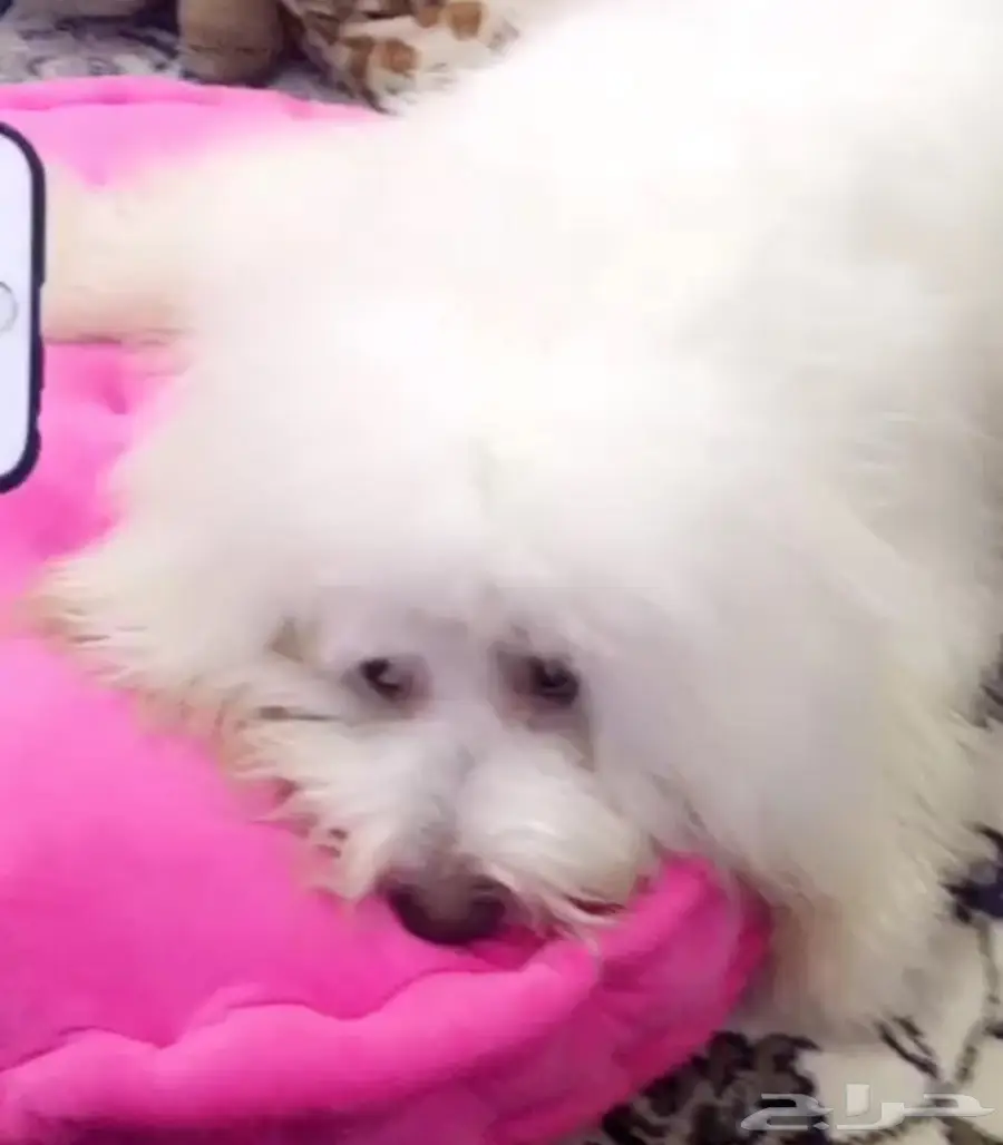 كلب للبيع بودل 