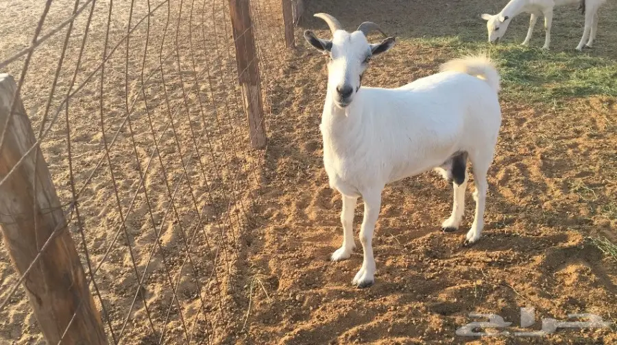 أغنام مثالية - عِظَمة وقُدْرَة