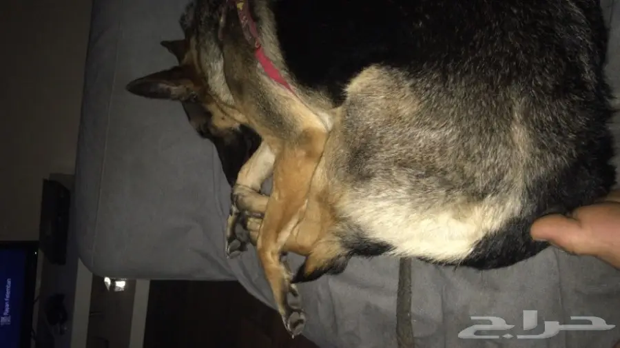 انثى جيرمن شيبرد شورت هير بلاك و براون