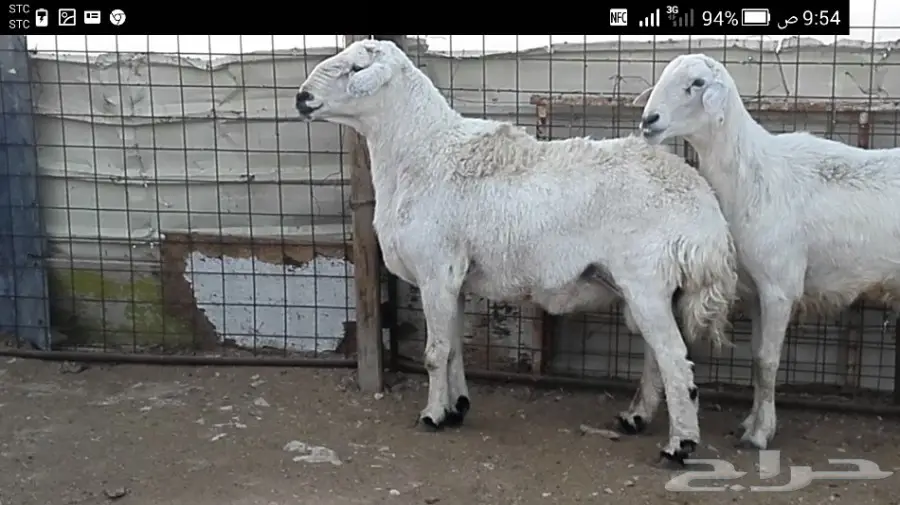 فحل حري كفو (image 4)