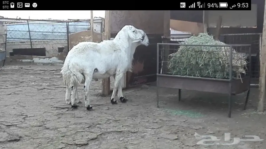 فحل حري كفو (image 5)