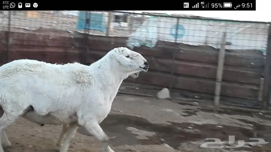 فحل حري كفو (image 6)