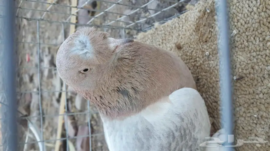 ذكر تركي مشنكل 