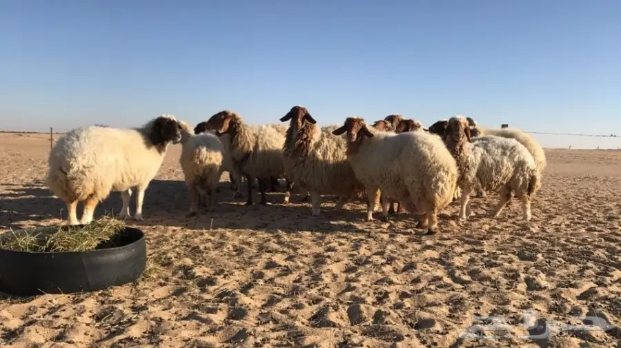 غنم نعيم للبيع طيبه