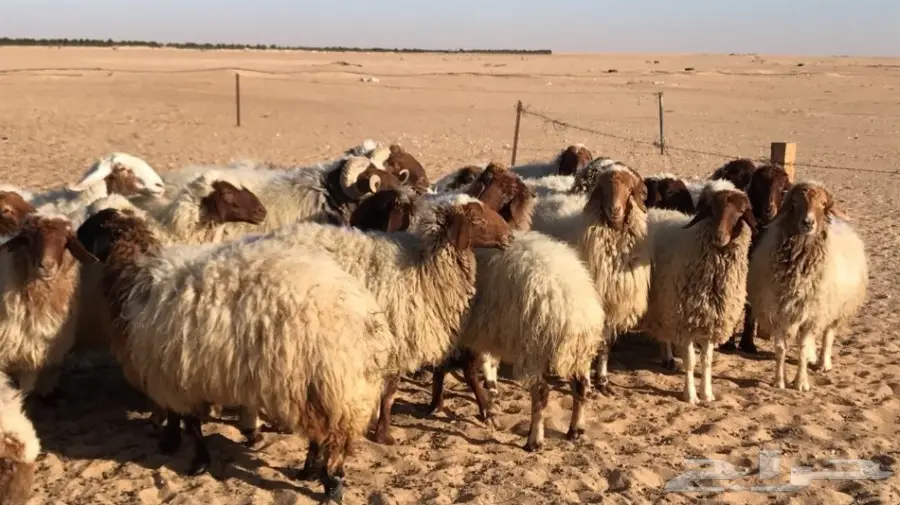 غنم نعيم ممتاز للبيع - فرصة لا تعوض! (image 2)